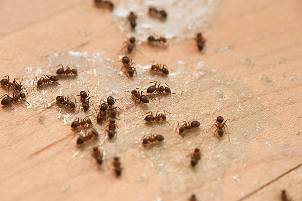 Best Pest Prevention Services  in Merlin, OR
